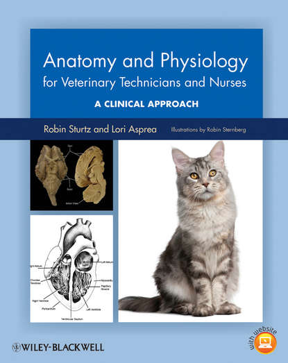 Anatomy and Physiology for Veterinary Technicians and Nurses. A Clinical Approach