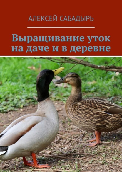 Выращивание уток на даче и в деревне
