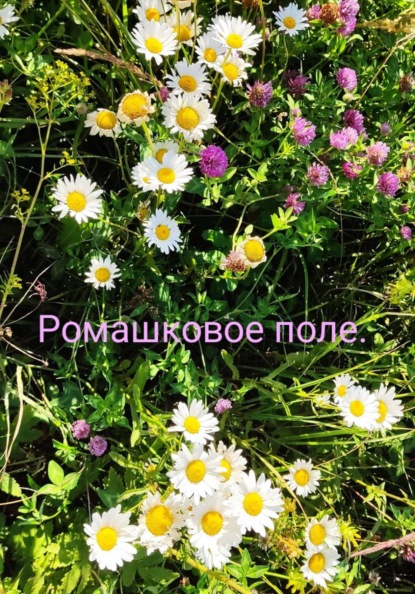 Ромашковое поле