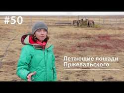 Летающие лошади Пржевальского
