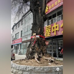 ПРОКЛЯТИЕ КИТАЙСКОЙ МАТЕРИ