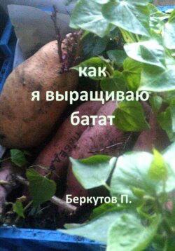 Как я выращиваю батат