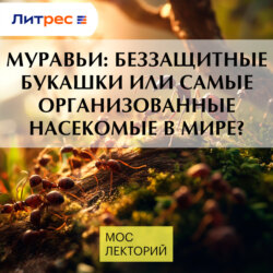 Муравьи: беззащитные букашки или самые организованные насекомые в мире?