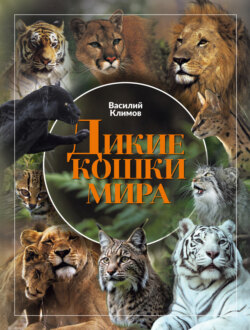 Дикие кошки мира