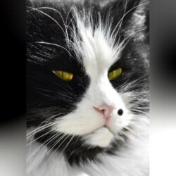 Похождения кота Тишки