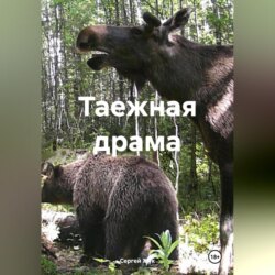 Таежная драма