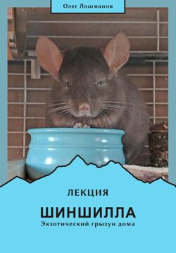 Шиншилла – экзотический грызун дома