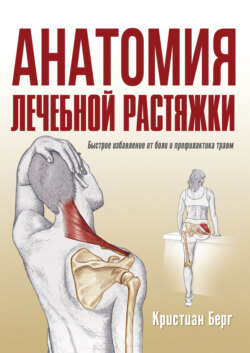 Анатомия лечебной растяжки. Быстрое избавление от боли и профилактика травм
