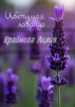 Цветущая лаванда