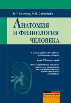 Анатомия и физиология человека