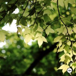 im- regr JJ audio3003