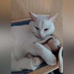 Кошка Салли: Любовь в абсолютной тишине