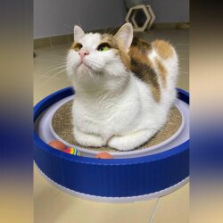 Кошка Буся: Трехцветный талисман на счастье