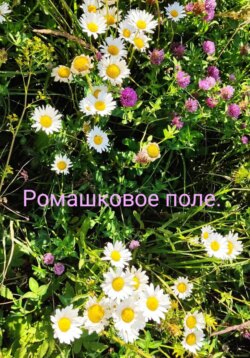Ромашковое поле