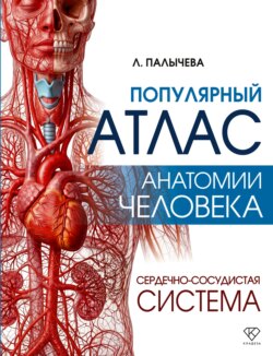 Популярный атлас анатомии человека. Сердечно-сосудистая система