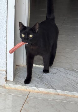 Мам, ну давай заведем котенка