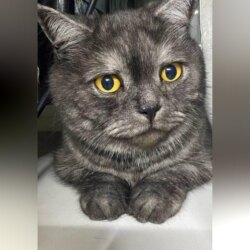 Кот Адам: Мягкий медвежонок приюта