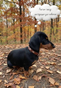 Растим таксу:инструкция для новичка