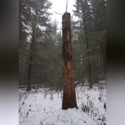 Из записок участкового Максимова