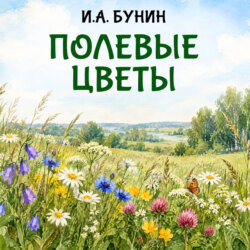 Полевые цветы