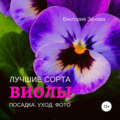 Виолы. Лучшие сорта