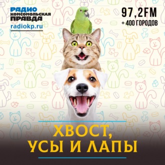 101 вопрос о далматин(ц)ах. Что делать, если вы хотите завести самую красивую пятнистую собаку.