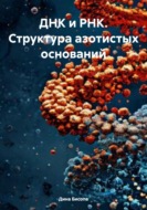 ДНК и РНК. Структура азотистых оснований