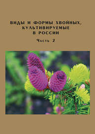 Виды и формы хвойных, культивируемые в России. Часть 2. Picea A. Dietr., Thuja L.