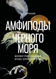 Амфиподы Чёрного моря. Иллюстрированный атлас-определитель