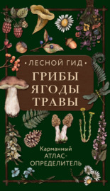 Лесной гид: грибы, ягоды, травы. Карманный атлас-определитель