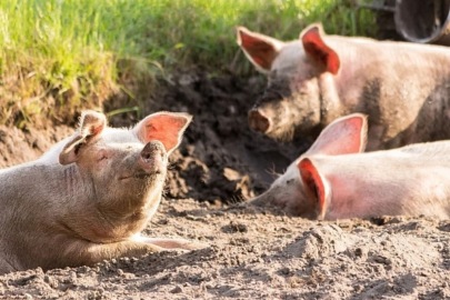 Рассказы Эллиса Паркера Батлера «Свиньи это свиньи» и «Совсем как живая»