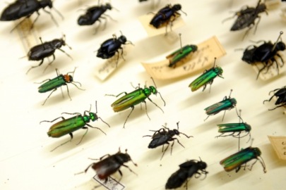 Сенсация для латвийских энтомологов. В Слитери найден редкий жук