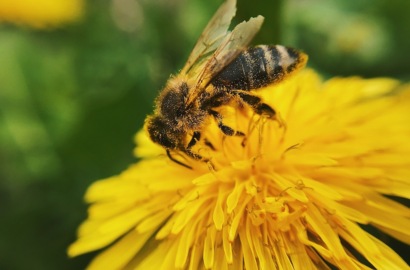 О пчелах и меде