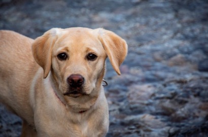 Новые правила содержания собак: тонкости и детали