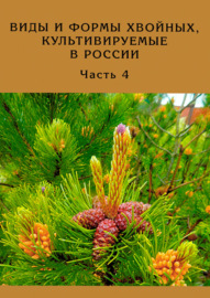 Виды и формы хвойных, культивируемые в России. Часть 4