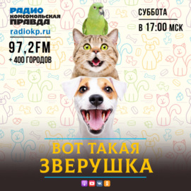 Любит ли Москва животных? Столицу впервые проверили на соответствие модели pet-friendly - города