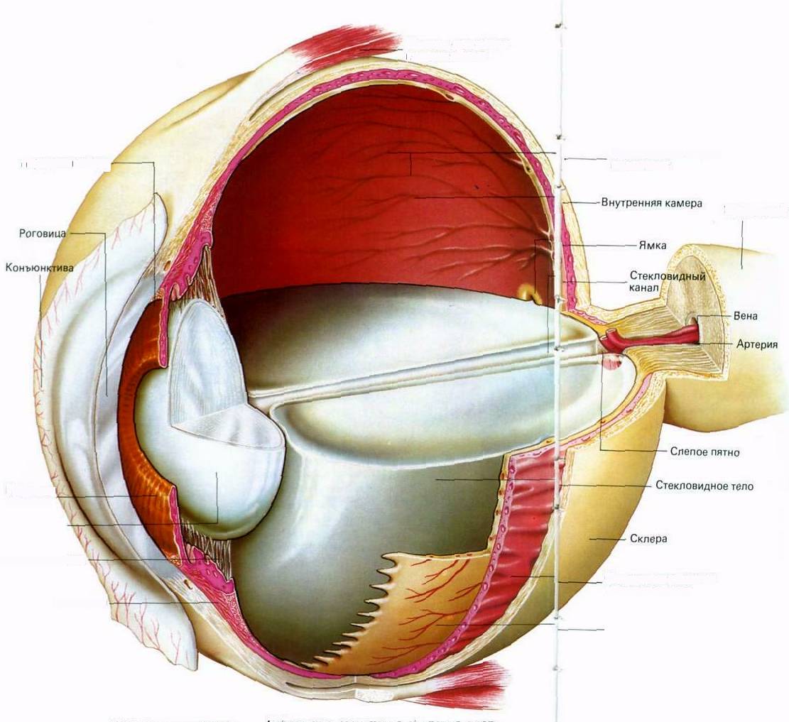 На какой части глазного яблока образуется изображение. Анатомия глаза человека. Строение глаза человека анатомия. Внутренняя оболочка глаза анатомия. Анатомическое строение глазного яблока.