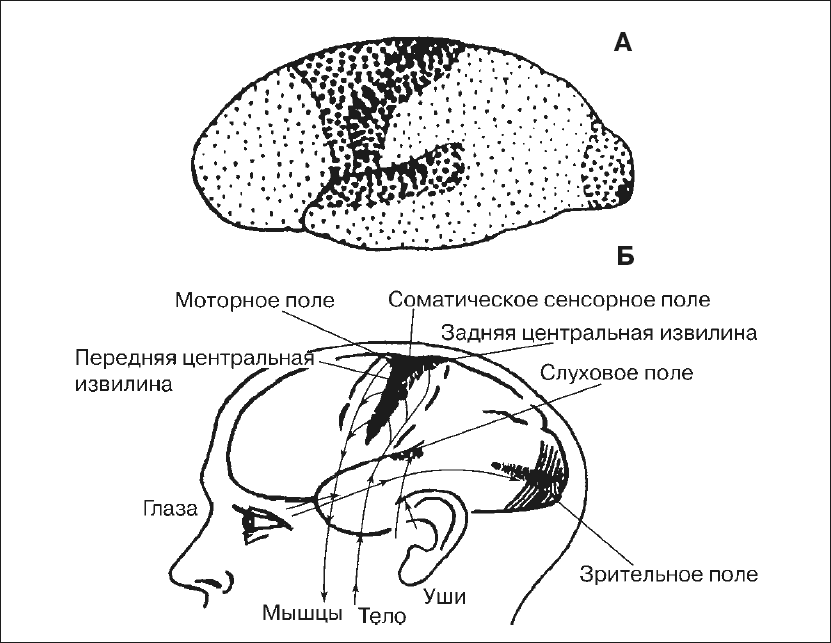 Третичные поля мозга. Первичные вторичные и третичные корковые поля. Первичные вторичные и третичные чувствительные поля в коре. Зоны коры головного мозга первичная вторичная третичная. Первичные и вторичные поля коры головного мозга.