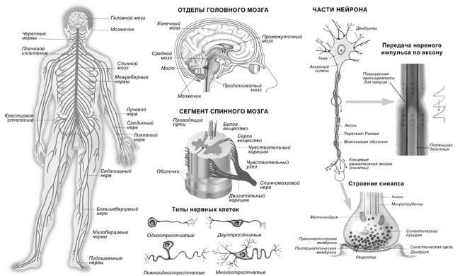 Нервная система схема