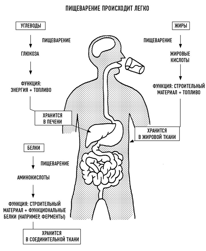 При пищеварении происходит. Как происходит пищеварение. Переваривание вне организма. Пищеварение вид метаболизма. Витамины и БАДЫ книга.