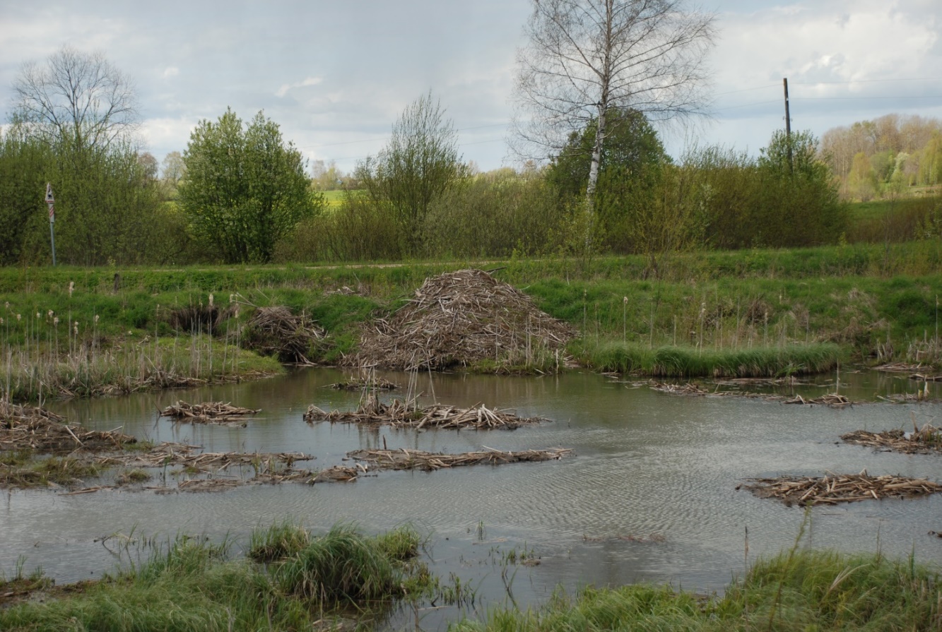 Осадки болот. Захлебнулось поле и болото дождевой водою.