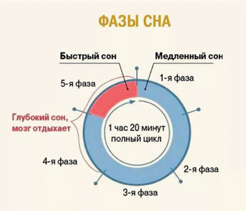 Фазы сна человека