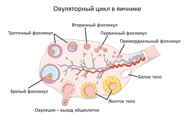 Строение яичника анатомия. Яичниковый цикл. Цикл яичника. Яичник овариальный цикл. Картинки 21 цикла.