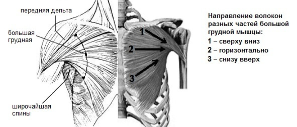 Малая грудная мышца иннервация
