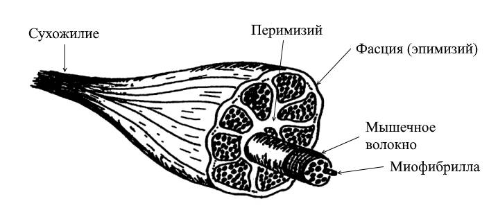 Строение мышцы рисунок. Строение скелетной мышцы. Строение скелетной мышцы рисунок. Поперечный разрез скелетной мышцы. Поперечный разрез мышечного брюшка.