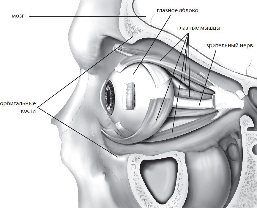Положение глазных яблок в глазницах
